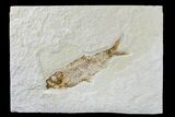 Detailed Fossil Fish (Knightia) - Wyoming #165823-1